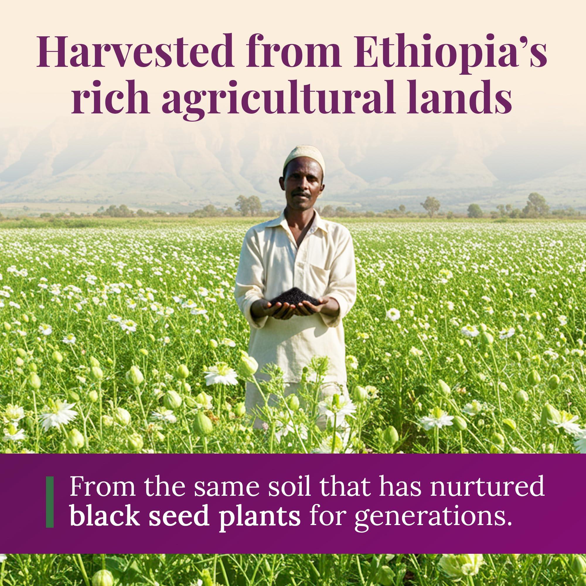 BioNatal Bionatal's Ethiopian Black Seed Oil 16oz (GLASS), Cold-Pressed, Non-Filtered, Nigella Sativa Seeds