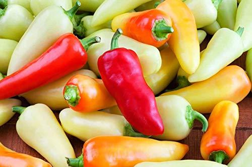 COUNTRY CREEK ACRES GROWING IS IN OUR ROOTS Santa Fe Grande Pepper Seeds - 100 Count Seed Pack - Non-GMO - A Sweet, mild, Somewhat Smoky Pepper Used in salsas, sauces, Salads and Much More. - Country Creek LLC