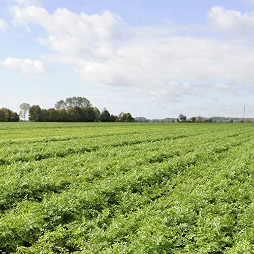 Knorr Knorr Rice Sides For a Tasty Rice Side Dish Mushroom No Artificial Flavors, No Preservatives, No Added MSG 5.5 oz