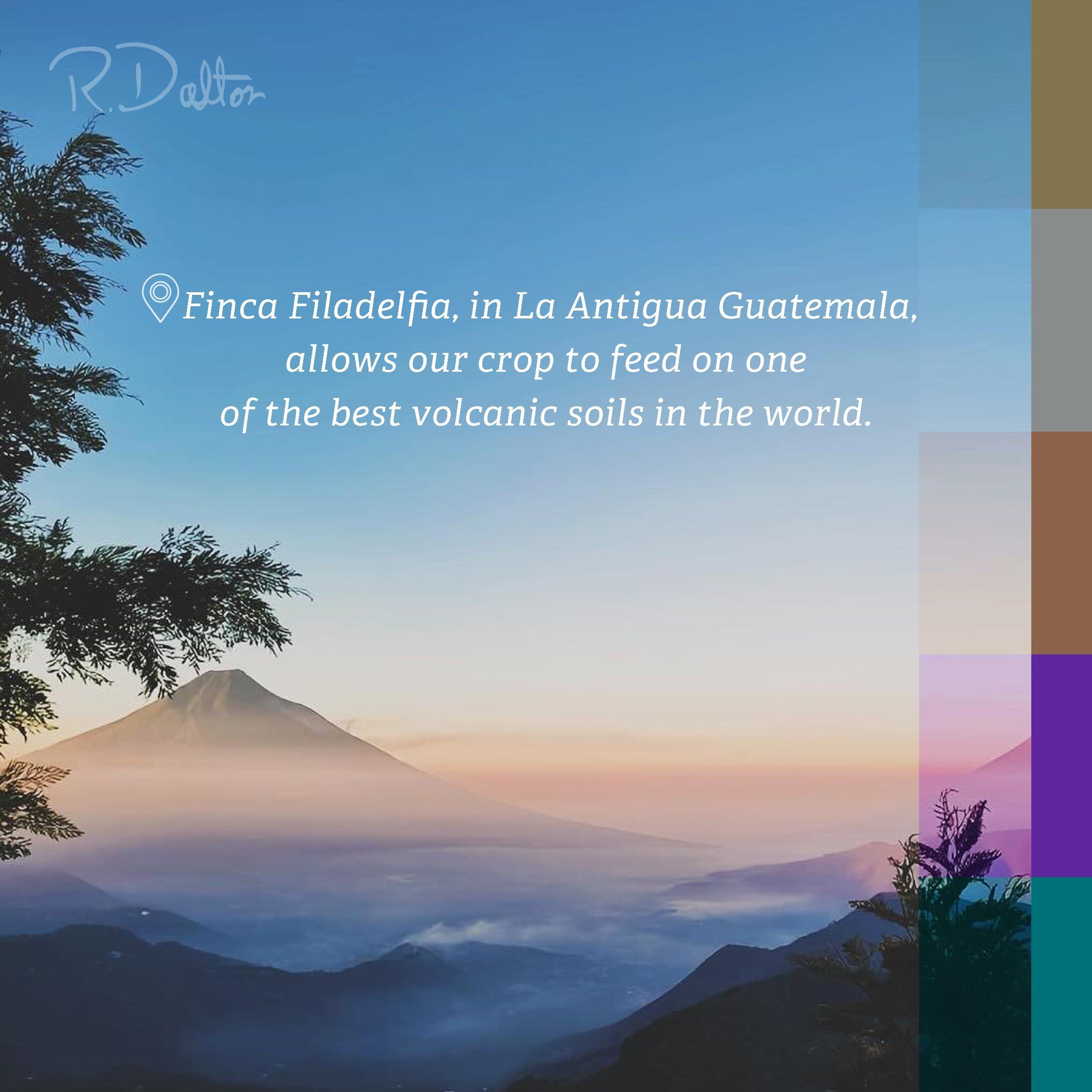 R Dalton R. Dalton Coffee Supremo Estate Blend Whole Bean Coffee - Medium Roast - Flora And Citric Fruit Notes - All Brewing Methods - Premium Quality From Antigua Guatemala 100% Arabica - 12 oz