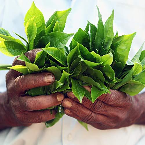 Red Rose Red Rose Orange Pekoe Tea (216)