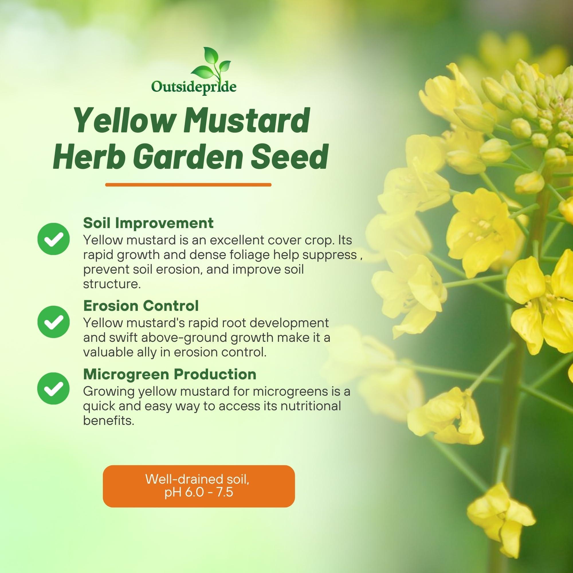 Outsidepride Outsidepride 10000 Seeds Annual Yellow Mustard Herb Garden Seed for Microgreens, Sprouts, & Cooking
