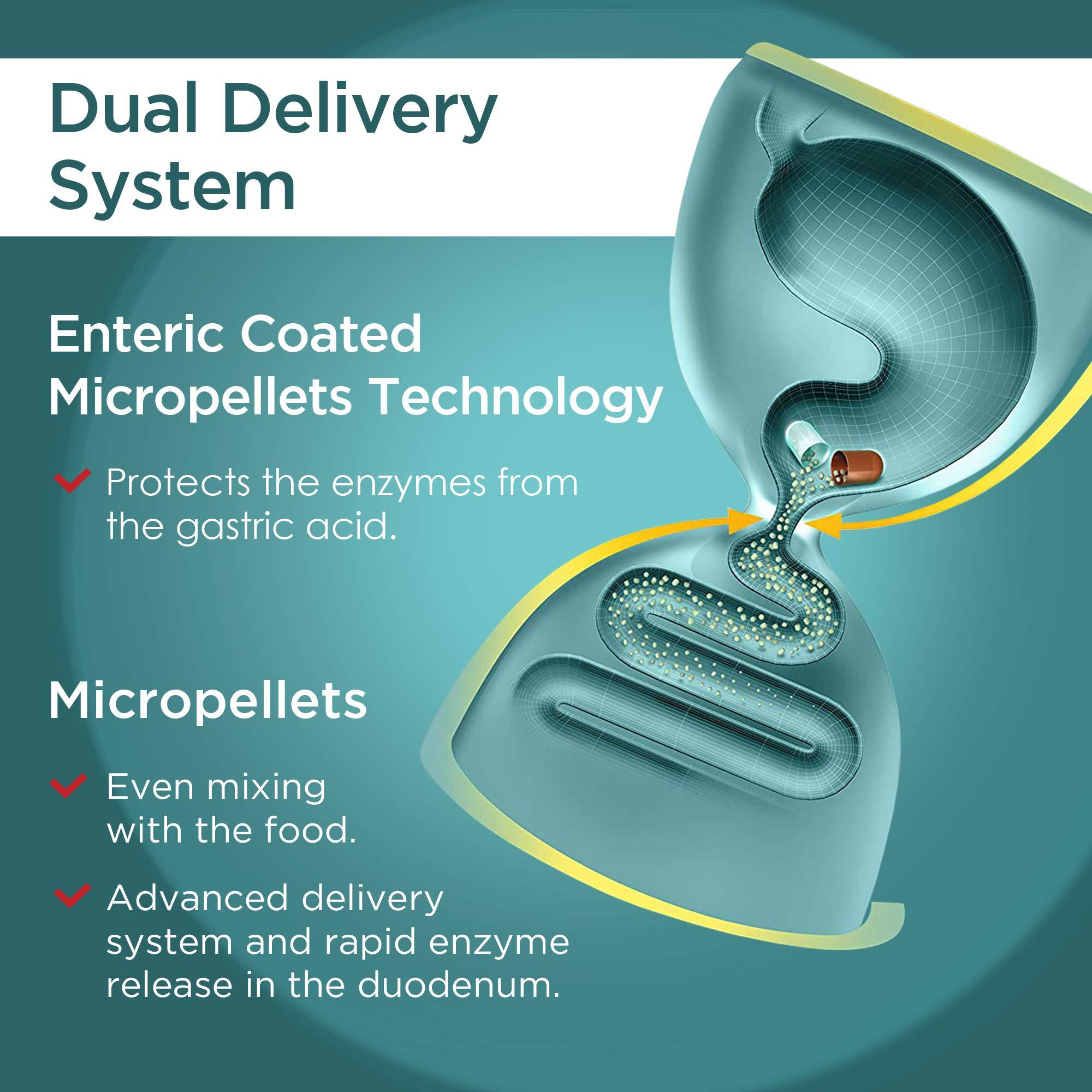 Micrazym Micrazym AVVA Pharm Pancreatic Enzymes - 25,000 USP Effective Pancreatic Enzyme Supplements - Digestive Enzymes for Digestion - 50 Fast-Acting Capsules with Amylase, Lipase and Protease
