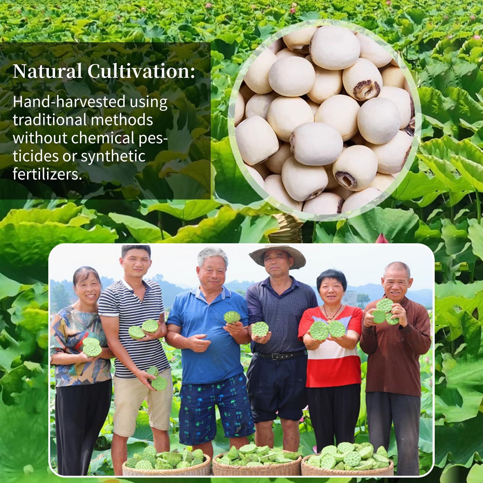 DOZO DOZO Natural Dried Lotus Seeds 17.6oz/500g Lotus Seed for Eating Core Removal Dermabrasion Premium Lotus Seed BakingTea