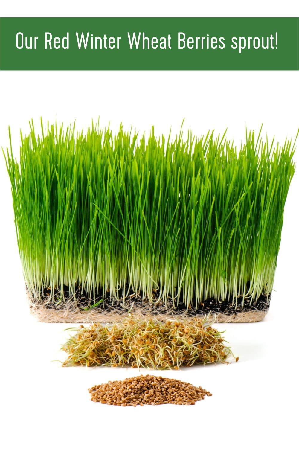 Palouse Brand Certified Glyphosate Residue Free Hard Red Winter Wheat Berries | 5 LBS | Family Farmed in Washington State | Non-GMO Project Verified | 100% Non-Irradiated | Certified Kosher Parve | Field Traced | Burlap Bag