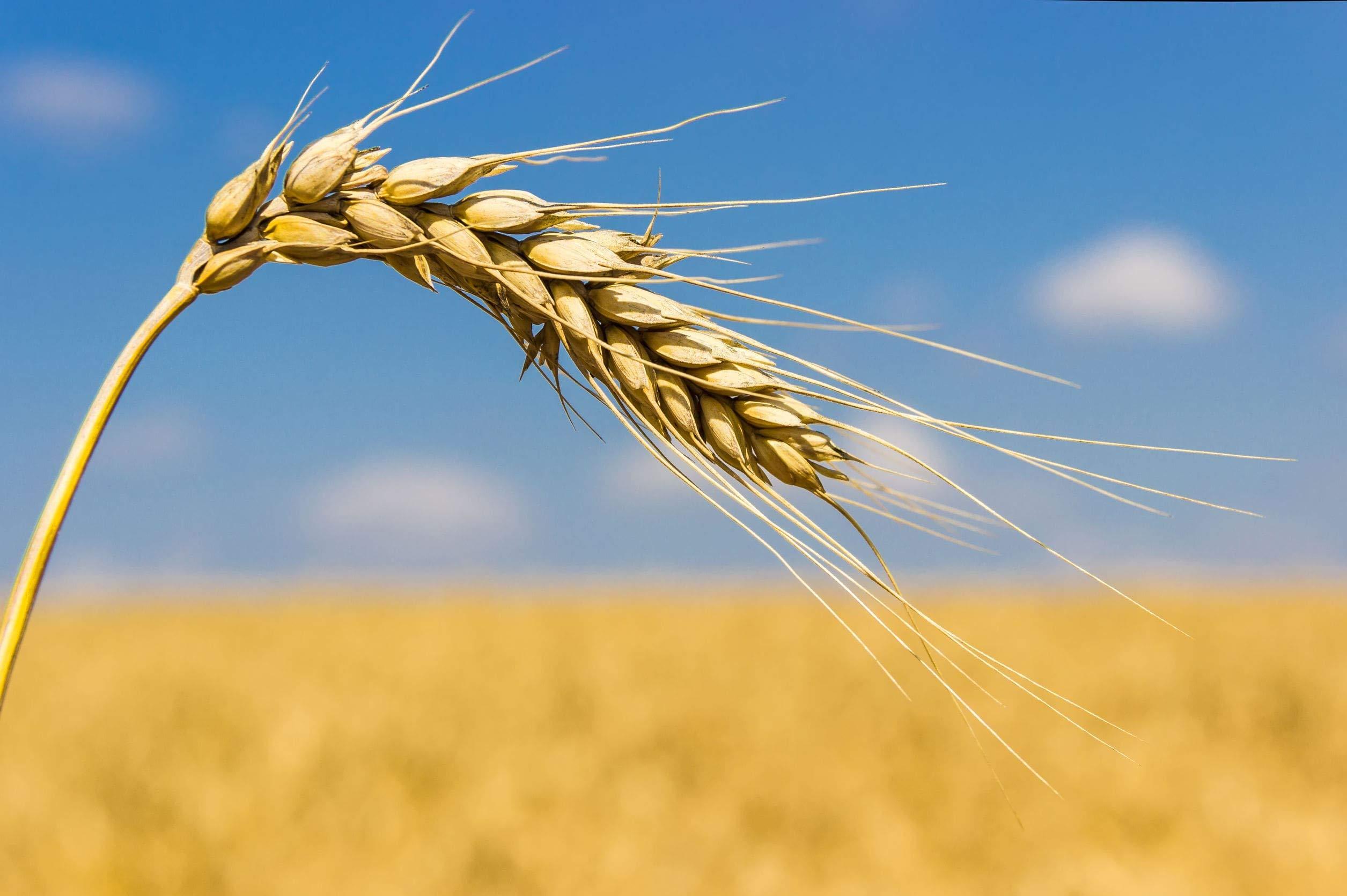 Food to Live Food to Live Unbleached White Fine Pastry Flour, 1 Pound Stone Ground from Soft White Whole Wheat Berries, Finely Milled and Sifted, Unbromated, Kosher, Vegan, Bulk