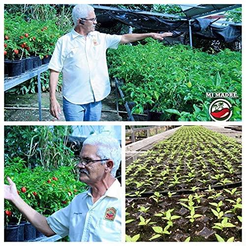 Mi Madre Mi Madre Guava Hot Sauce, Handcrafted in Puerto Rico, 100 Percent Natural, 5 Ounce (Pack of 1)